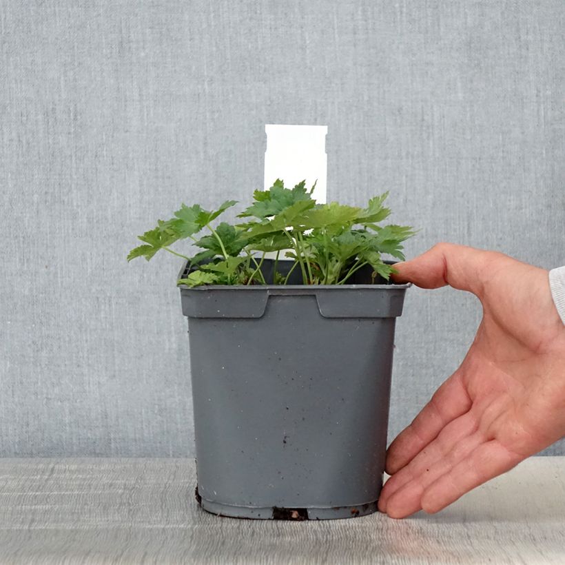 Geranium Sirak 2L/3L pot sample as delivered in spring