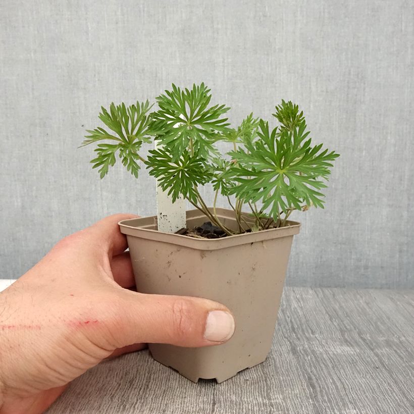 Geranium soboliferum Starman 8/9 cm pot sample as delivered in spring