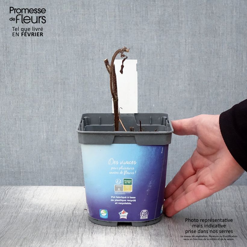 Geranium Sweet Heidi 2L/3L pot sample as delivered in winter