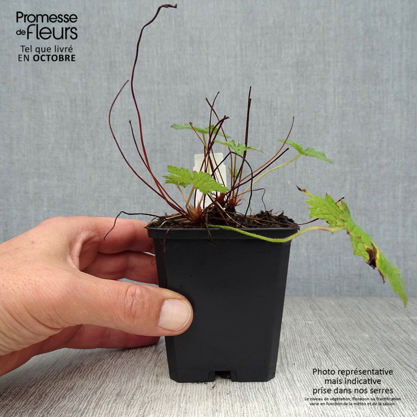 Geranium versicolor 8/9 cm pot sample as delivered in autumn
