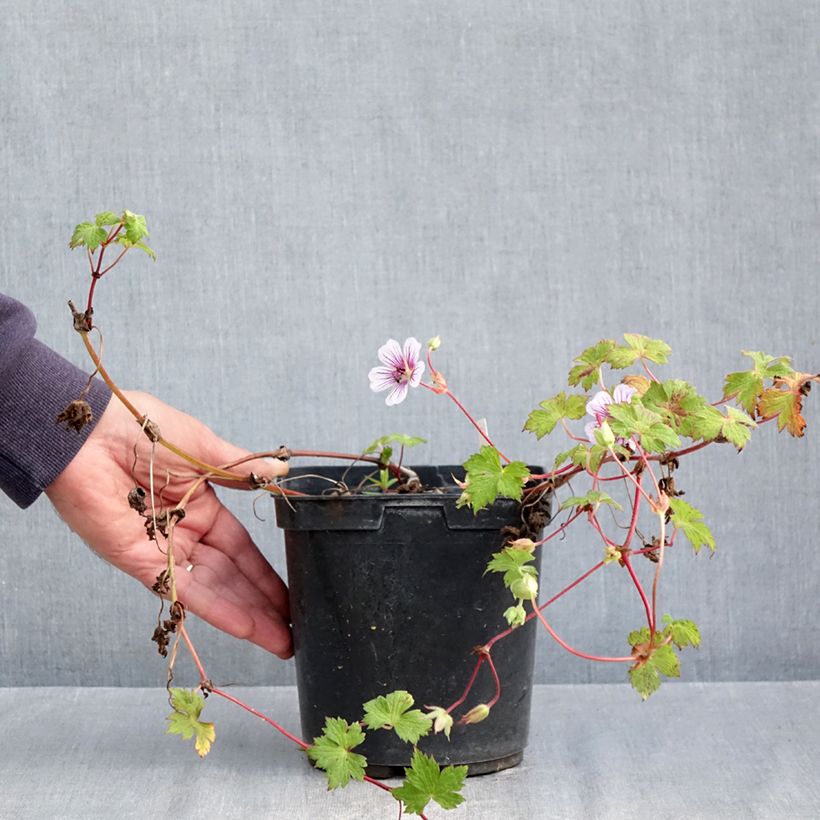 Geranium wallichianum Crystal Lake - Wallich's Cranesbill 2L/3L pot sample as delivered in autumn