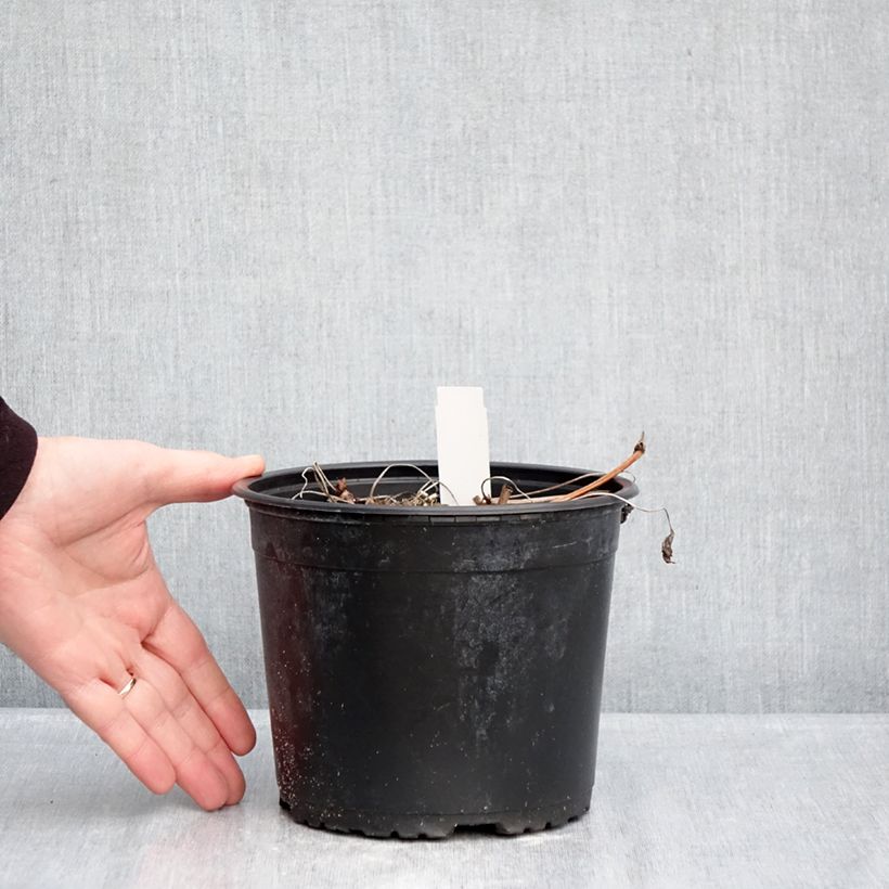 Geranium wallichianum Crystal Lake - Wallich's Cranesbill 2L/3L pot sample as delivered in winter