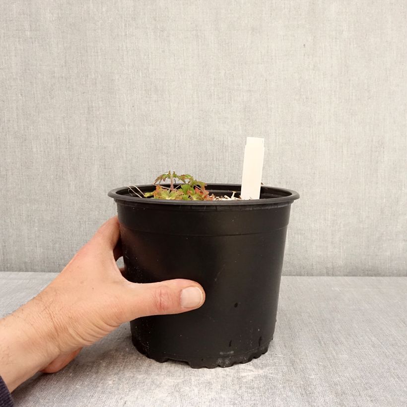Geranium wallichianum Crystal Lake - Wallich's Cranesbill 2L/3L pot sample as delivered in spring