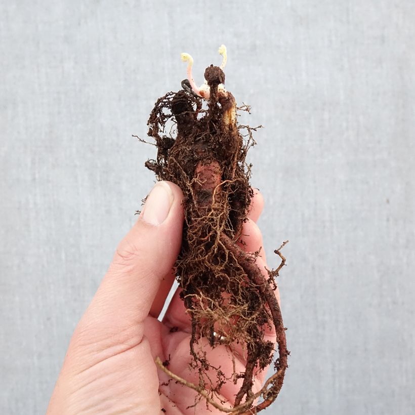 Geranium wallichianum Crystal Lake - Wallich's Cranesbill Bare root sample as delivered in winter