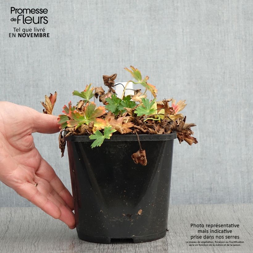 Geranium yoshinoi Confetti 1.5L/2L pot sample as delivered in autumn