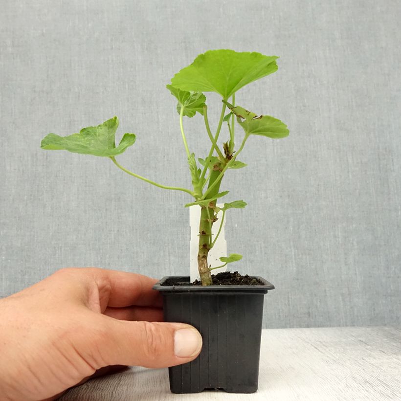 Pelargonium hortorum Apple Blossom Rosebud 7/8 cm pot sample as delivered in spring