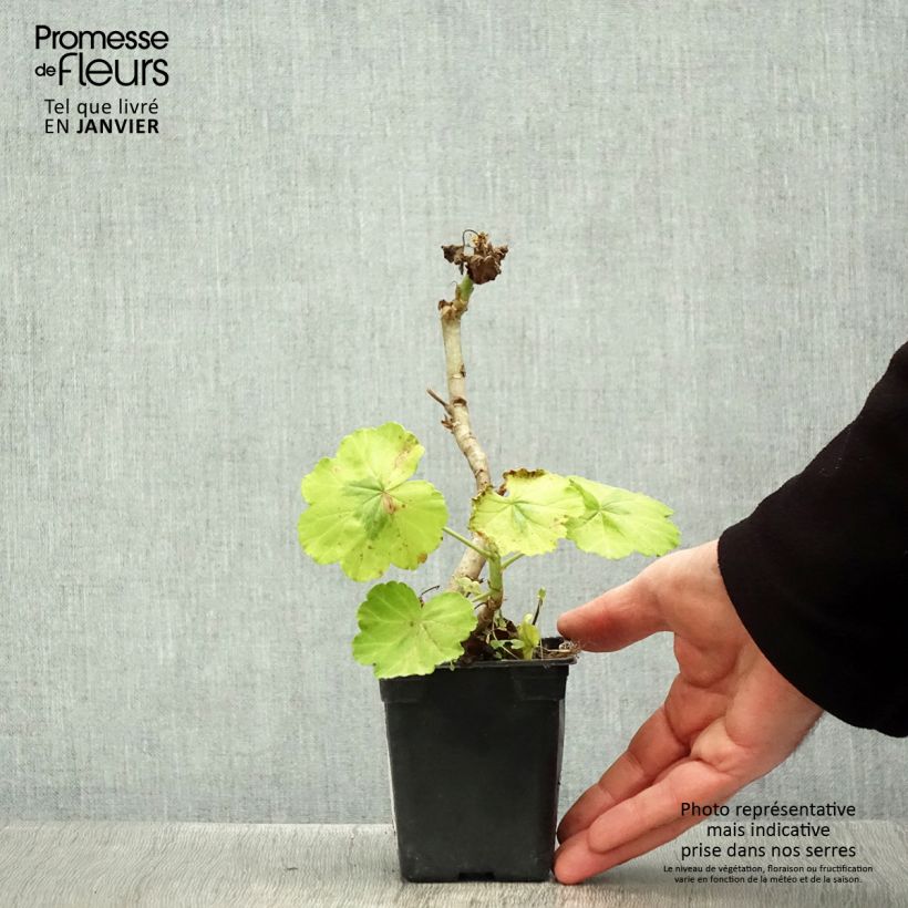 Pelargonium Crystal Palace Gem 7/8 cm pot sample as delivered in winter