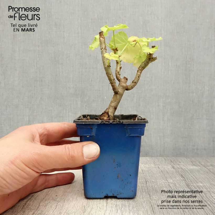 Pelargonium Crystal Palace Gem 7/8 cm pot sample as delivered in spring