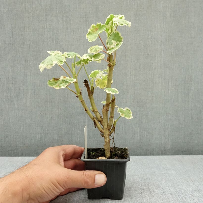 Pelargonium Madame Salleron 7/8 cm pot sample as delivered in summer