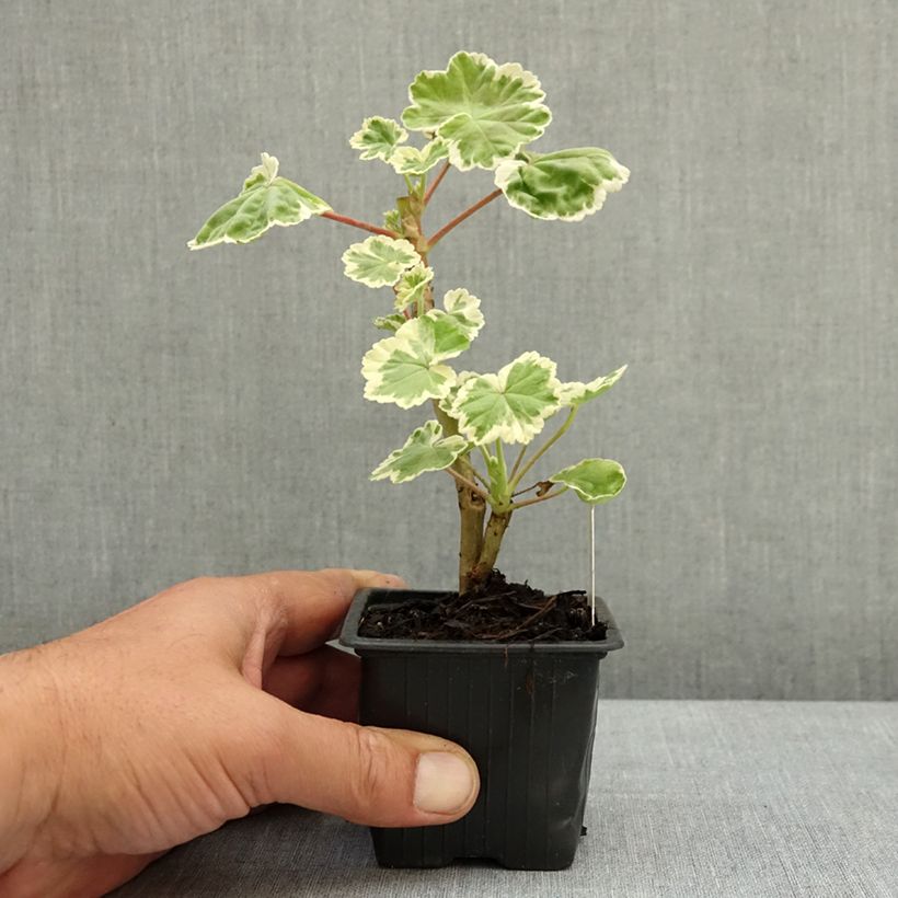 Pelargonium Madame Salleron 7/8 cm pot sample as delivered in spring