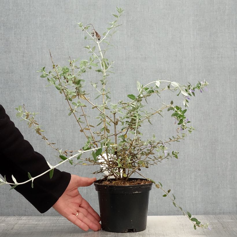 Teucrium fruticans - Tree Germander 2L/3L pot sample as delivered in spring