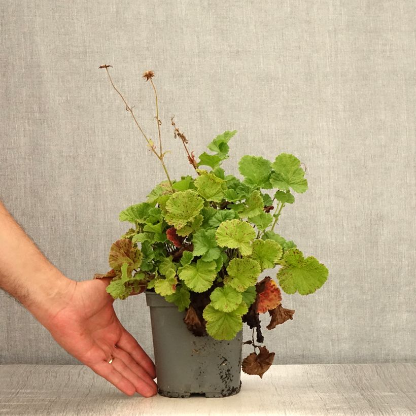 Geum Bell Bank 2L/3L pot sample as delivered in summer