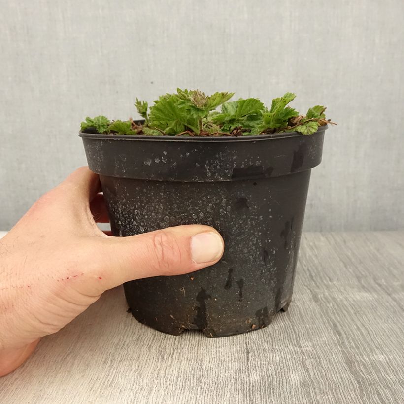 Geum coccineum Borisii 2L/3L pot sample as delivered in spring