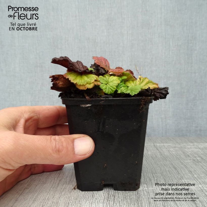 Geum coccineum Borisii 8/9 cm pot sample as delivered in autumn