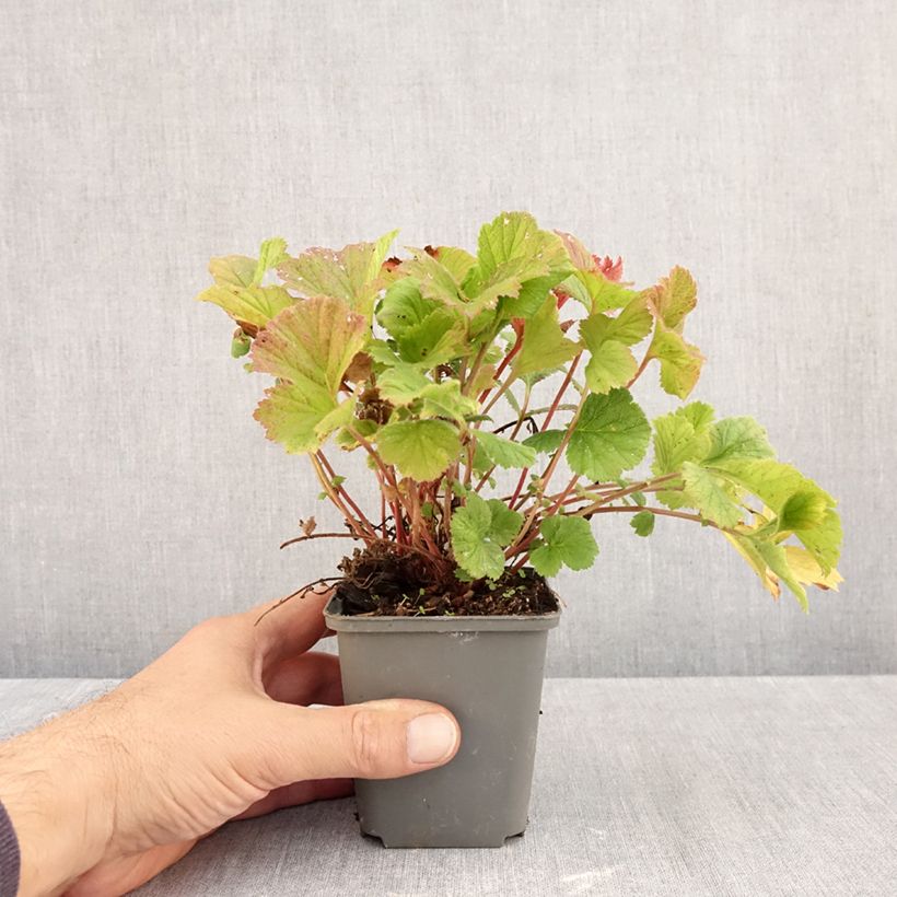 Geum coccineum Karlskaer 8/9 cm pot sample as delivered in autumn