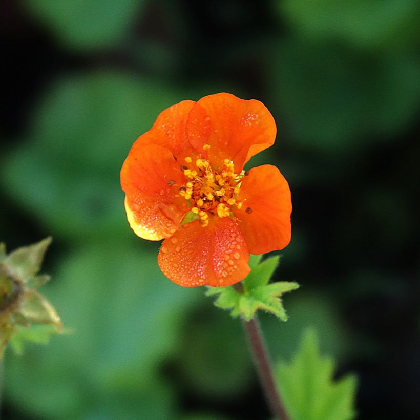Geum coccineum Koi (Flowering)