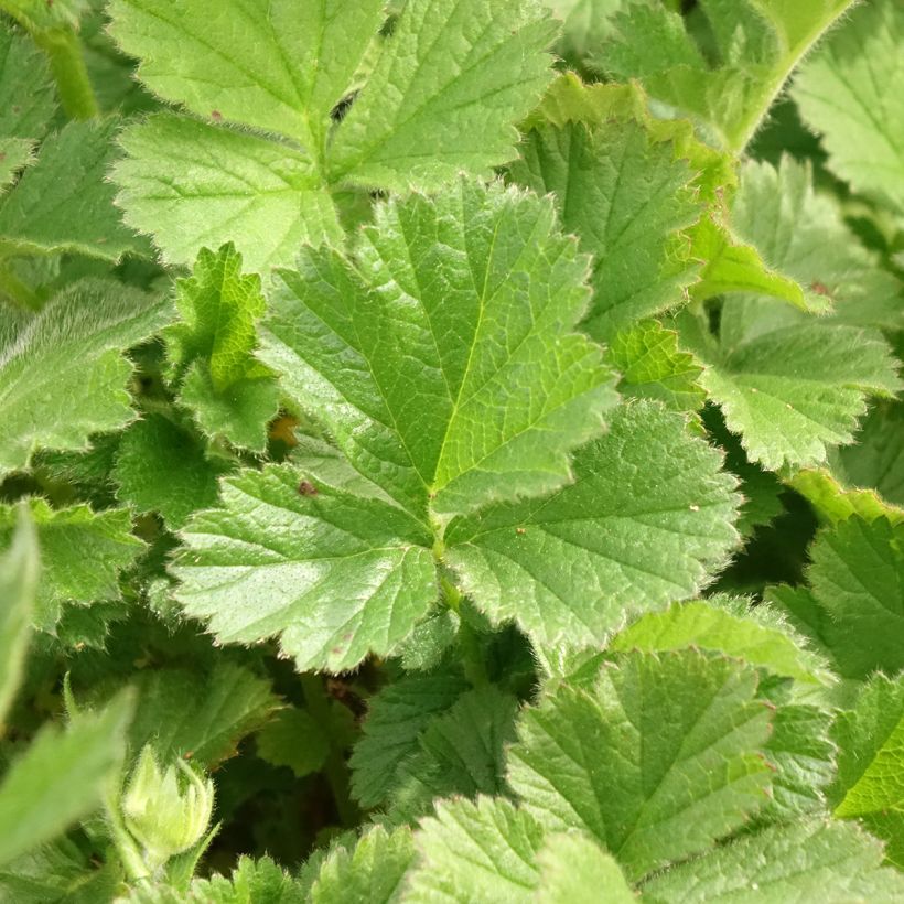 Geum Coral Tempest (Foliage)