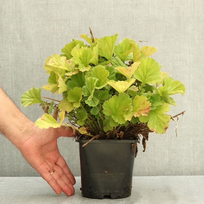 Geum Fiery Tempest - Benoîte hybride Pot de 2L/3L sample as delivered in summer