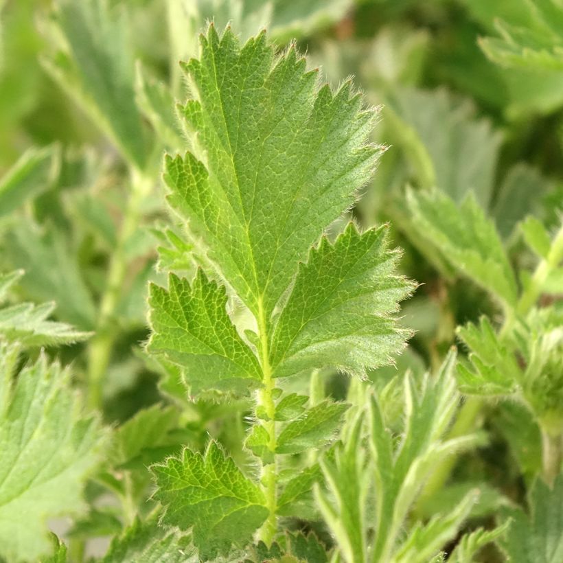 Geum Firestarter (Foliage)