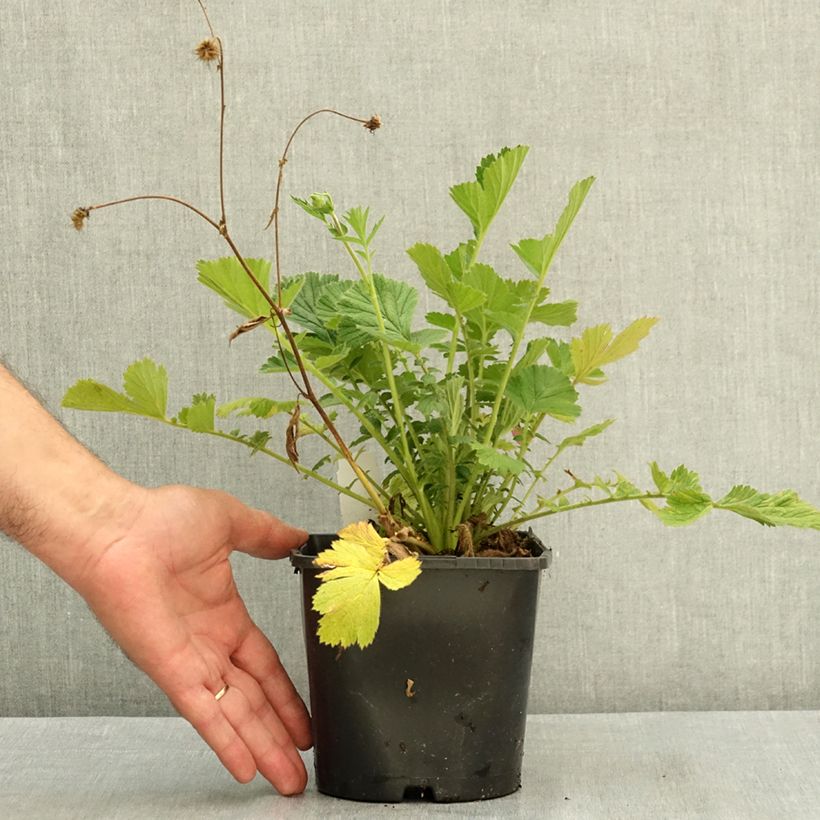 Geum Firestarter 2L/3L pot sample as delivered in summer