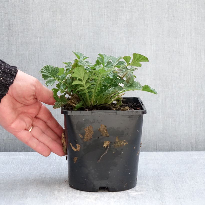 Geum Firestarter 2L/3L pot sample as delivered in winter