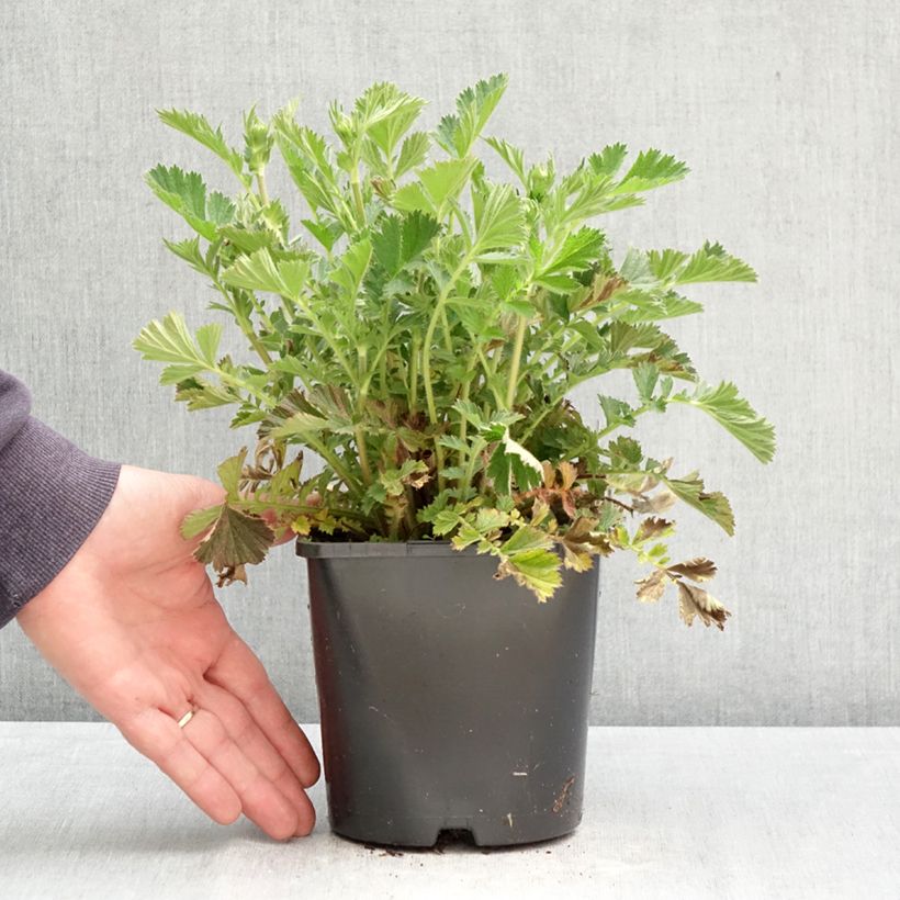 Geum Firestarter 2L/3L pot sample as delivered in spring