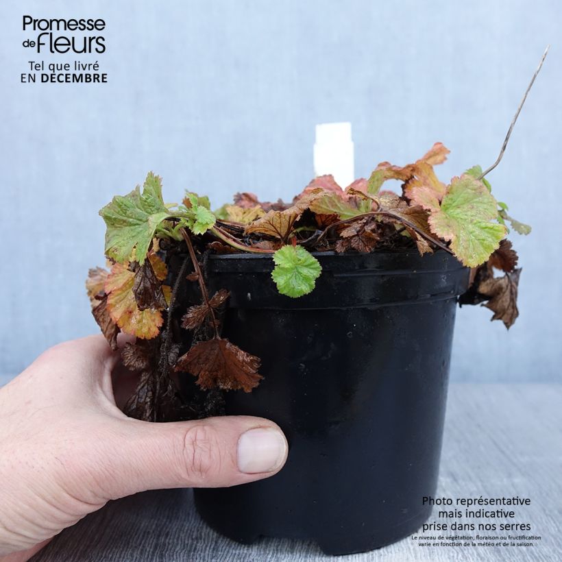 Geum Flames of Passion 2L/3L pot sample as delivered in winter