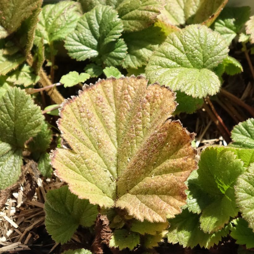 Geum Orange Pumpkin (Foliage)