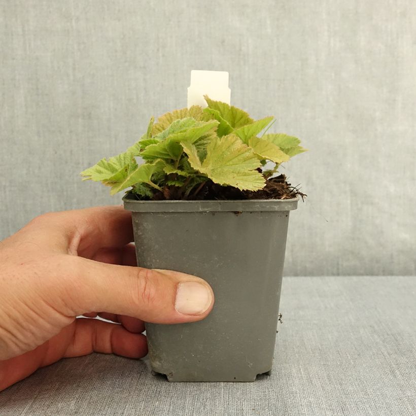 Geum Orange Pumpkin 7/8 cm pot sample as delivered in summer