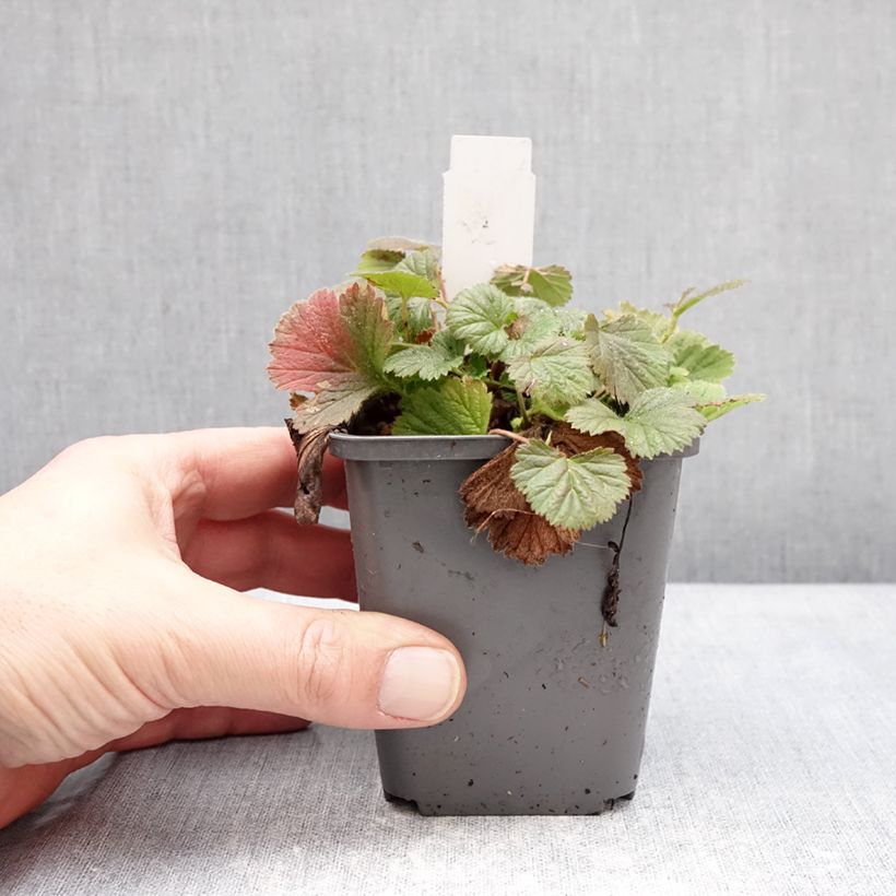 Geum Orange Pumpkin 7/8 cm pot sample as delivered in winter