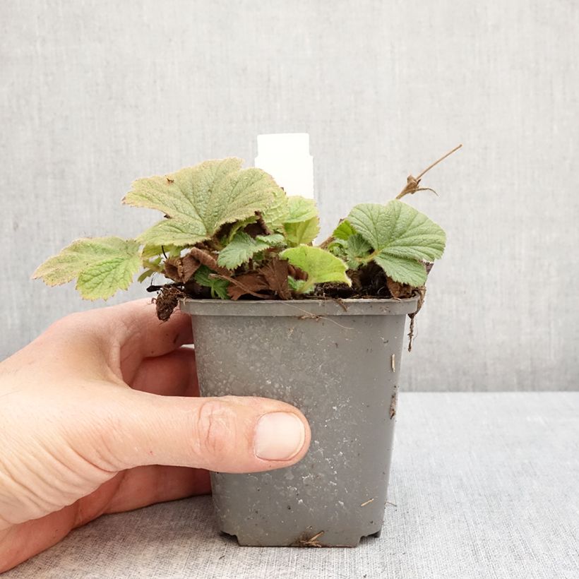 Geum Orange Pumpkin 7/8 cm pot sample as delivered in spring