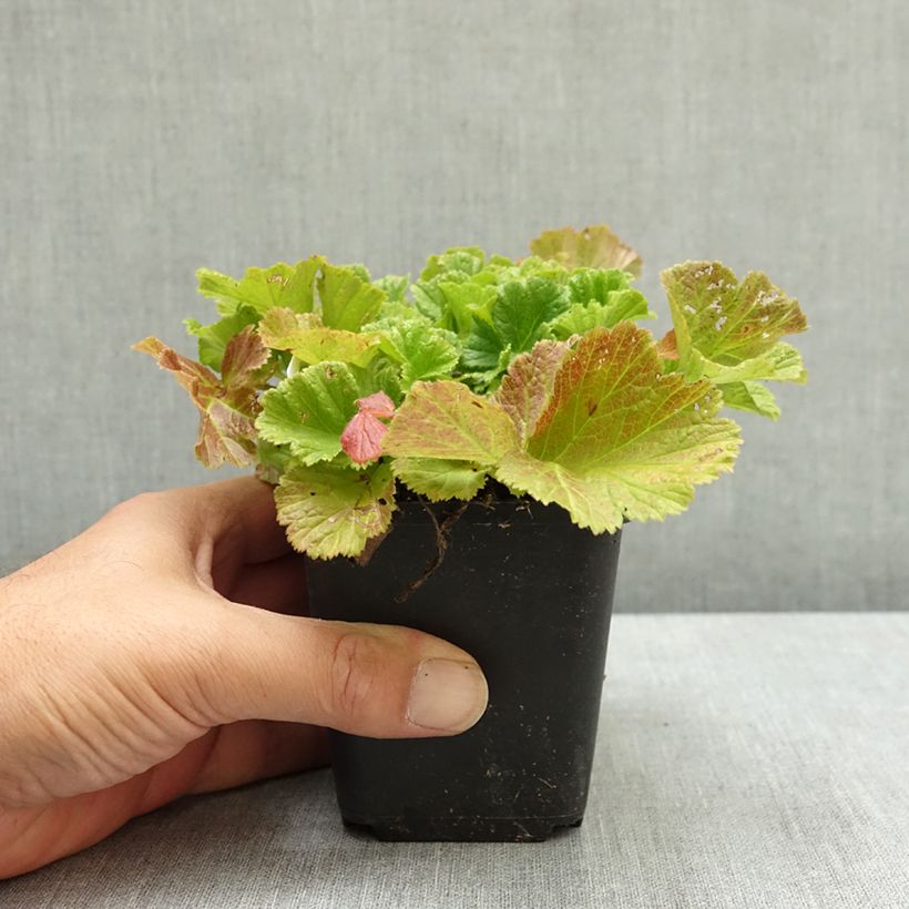Geum Pretticoats Peach 8/9 cm pot sample as delivered in summer