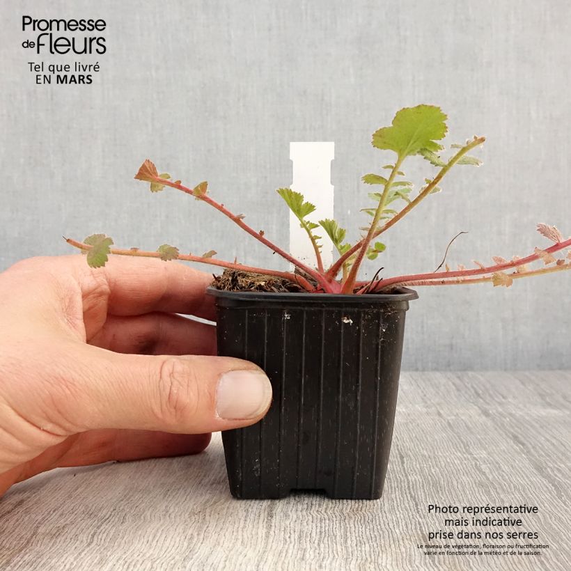 Geum Prinses Juliana 8/9 cm pot sample as delivered in spring