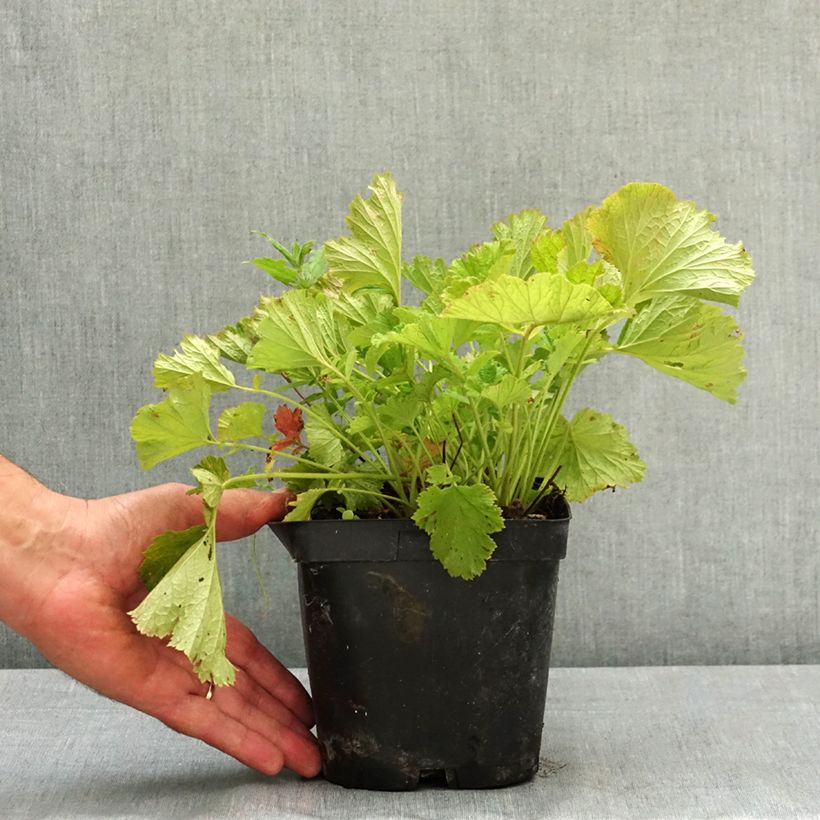 Geum rivale Leonards Variety 2L/3L pot sample as delivered in summer