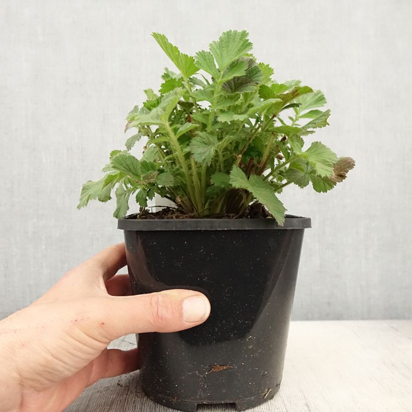 Geum Scarlet Tempest 2L/3L pot sample as delivered in spring