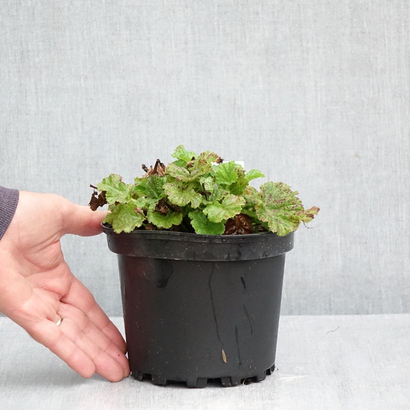 Geum Tempo Rose 2L/3L pot sample as delivered in autumn