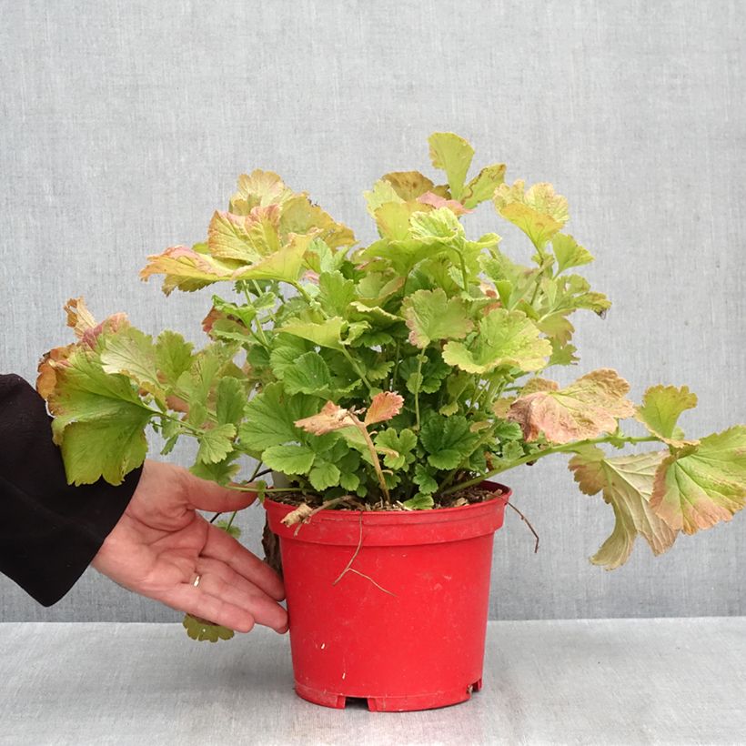 Geum Cocktail Tequila Sunrise 2L/3L pot sample as delivered in autumn