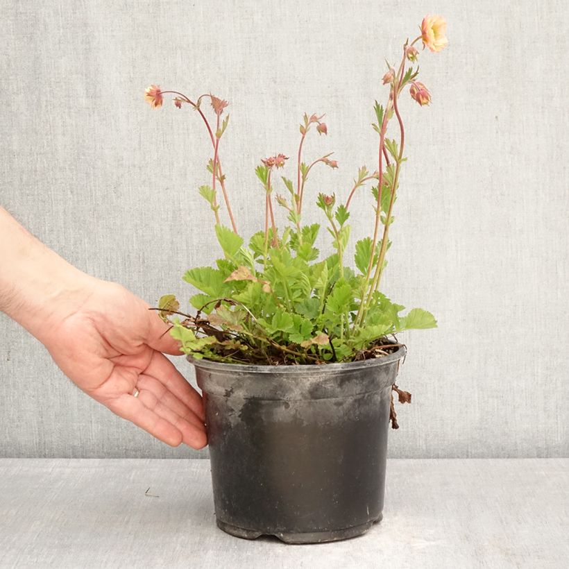 Geum Cocktail Tequila Sunrise 2L/3L pot sample as delivered in spring