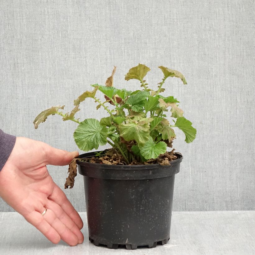 Geum Totally Tangerine 1L/1.5L pot sample as delivered in autumn