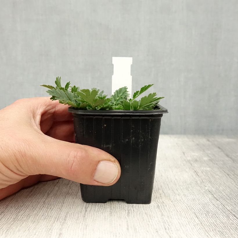 Geum triflorum 8/9 cm pot sample as delivered in autumn
