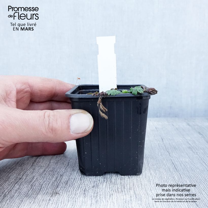 Geum triflorum 8/9 cm pot sample as delivered in spring