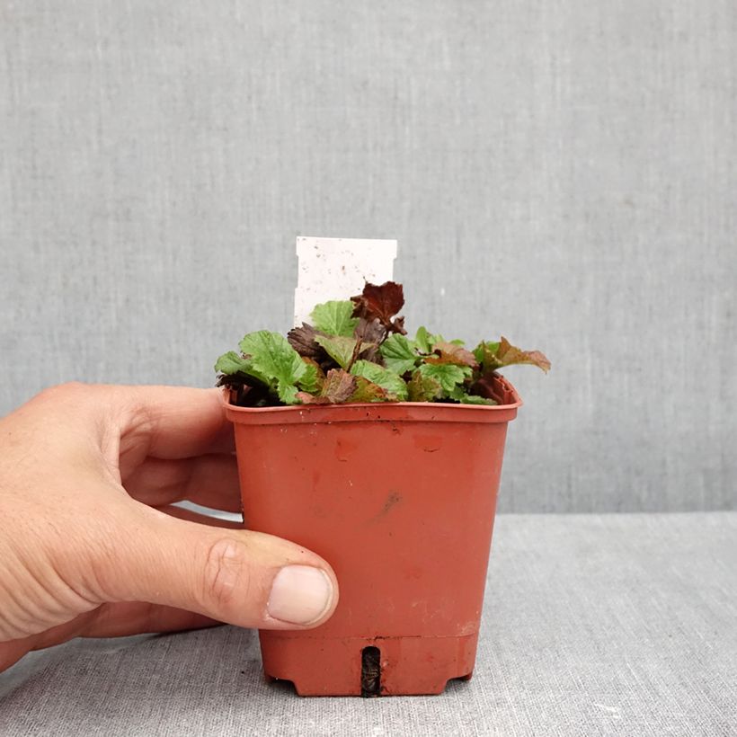 Geum Tutti Frutti 8/9 cm pot sample as delivered in autumn