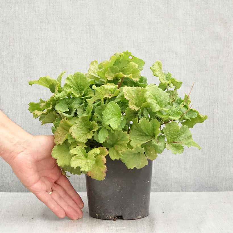 Geum Tutti Frutti 2L/3L pot sample as delivered in summer