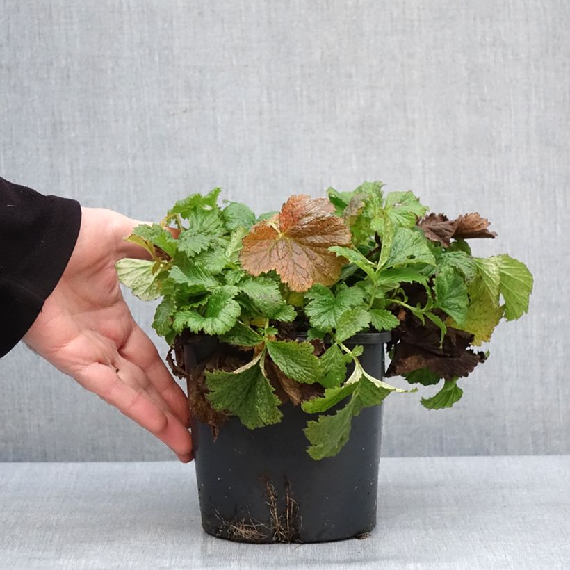 Geum Tutti Frutti 2L/3L pot sample as delivered in winter