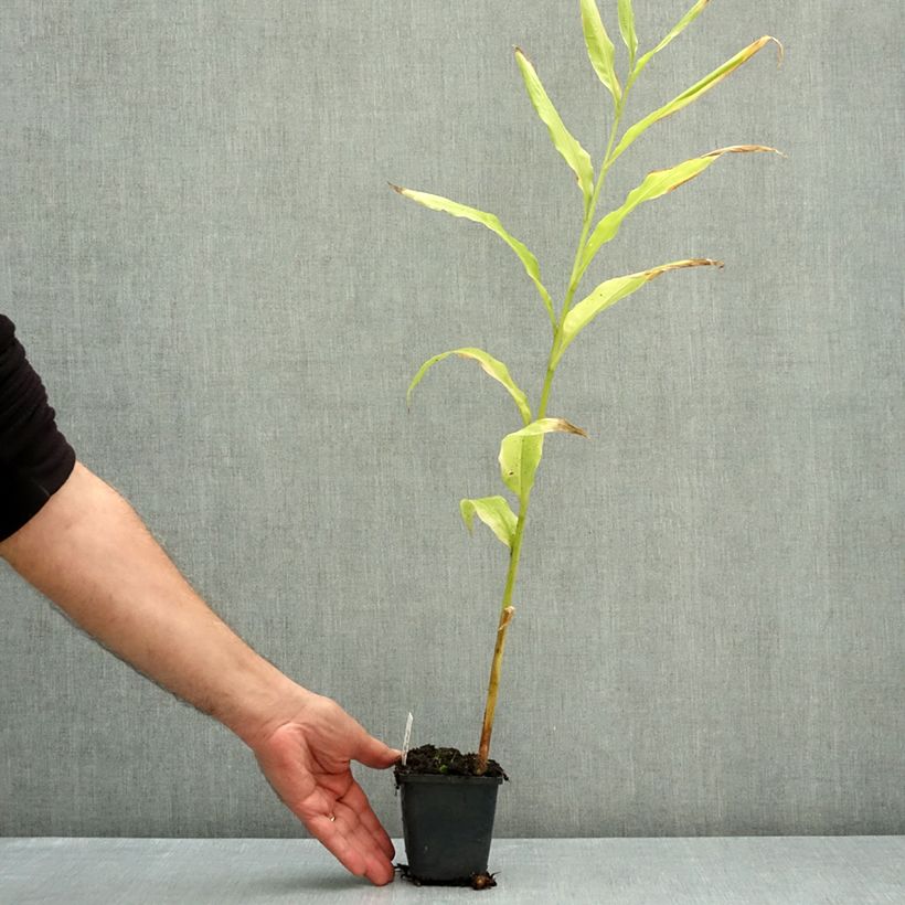 Zingiber mioga 8/9 cm pot sample as delivered in autumn