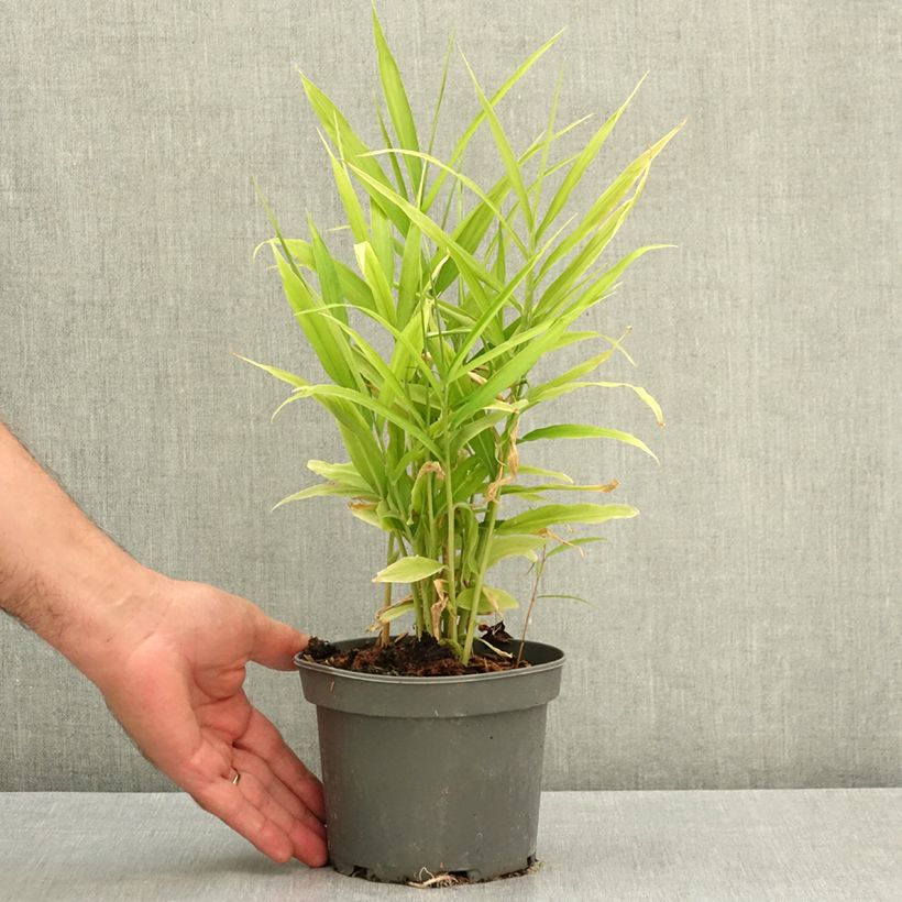 Zingiber officinale 1.5L/2L pot sample as delivered in summer