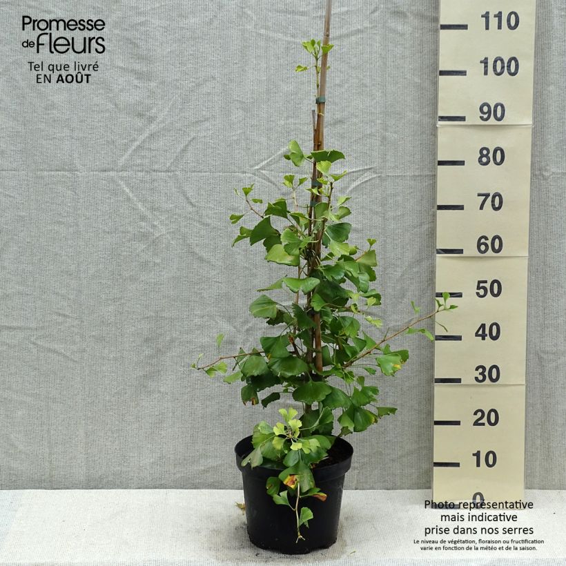 Ginkgo biloba Autumn Gold 6L/7L pot sample as delivered in summer