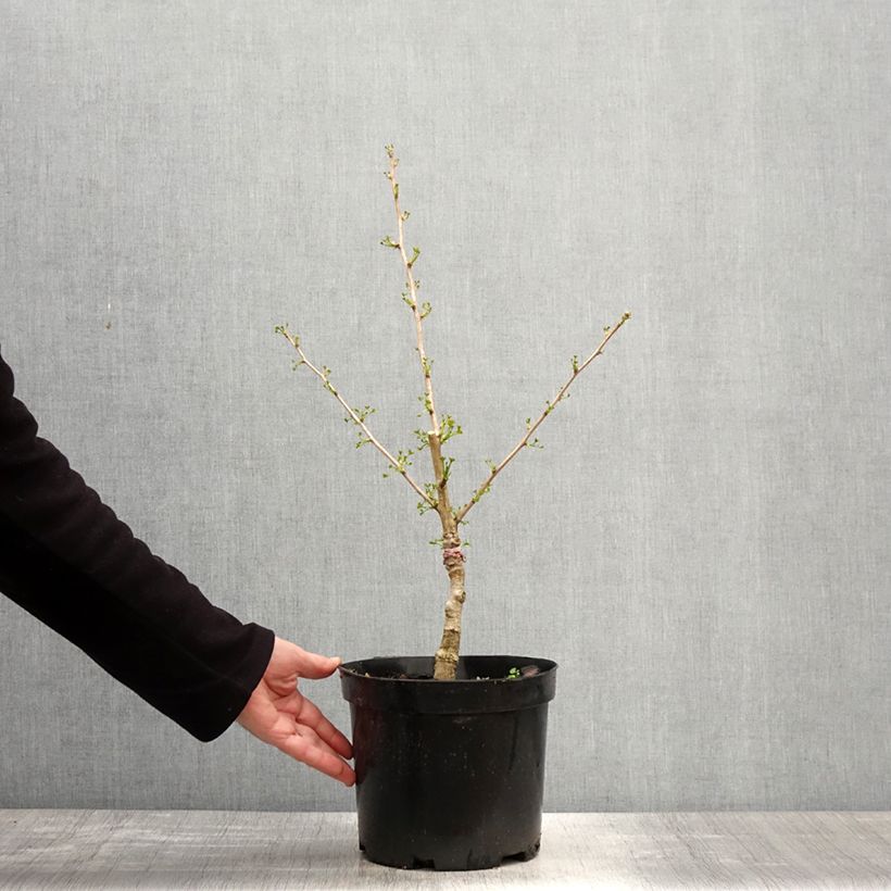 Ginkgo biloba Baldii - Maidenhair tree 4L/5L pot sample as delivered in spring