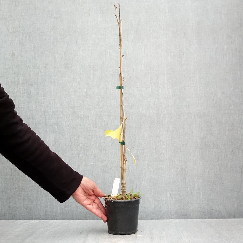 Ginkgo biloba fastigiata Blagon 1.5L/2L pot sample as delivered in autumn