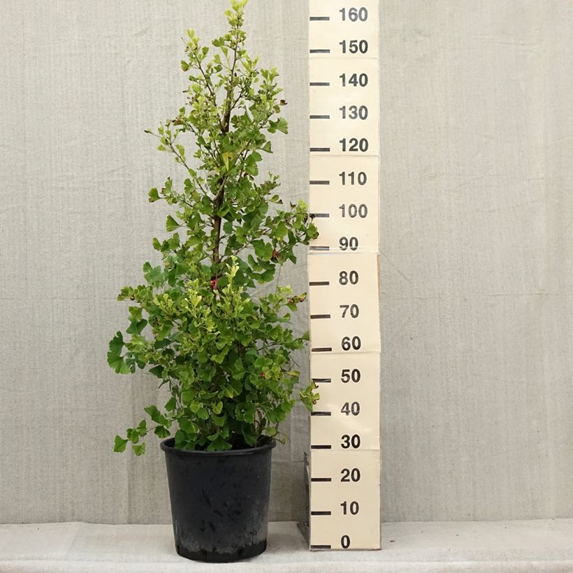 Ginkgo biloba Eiffel 30L/35L pot sample as delivered in summer